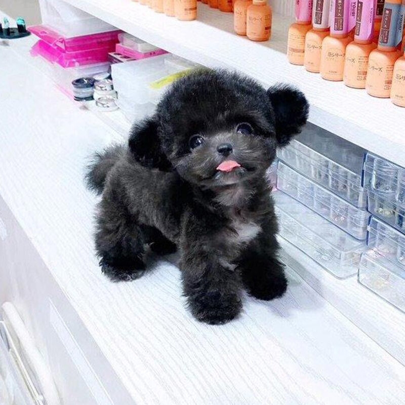 高品質灰色泰迪幼犬 30天質保的純種伴侶，搭配專業寵物用品指南