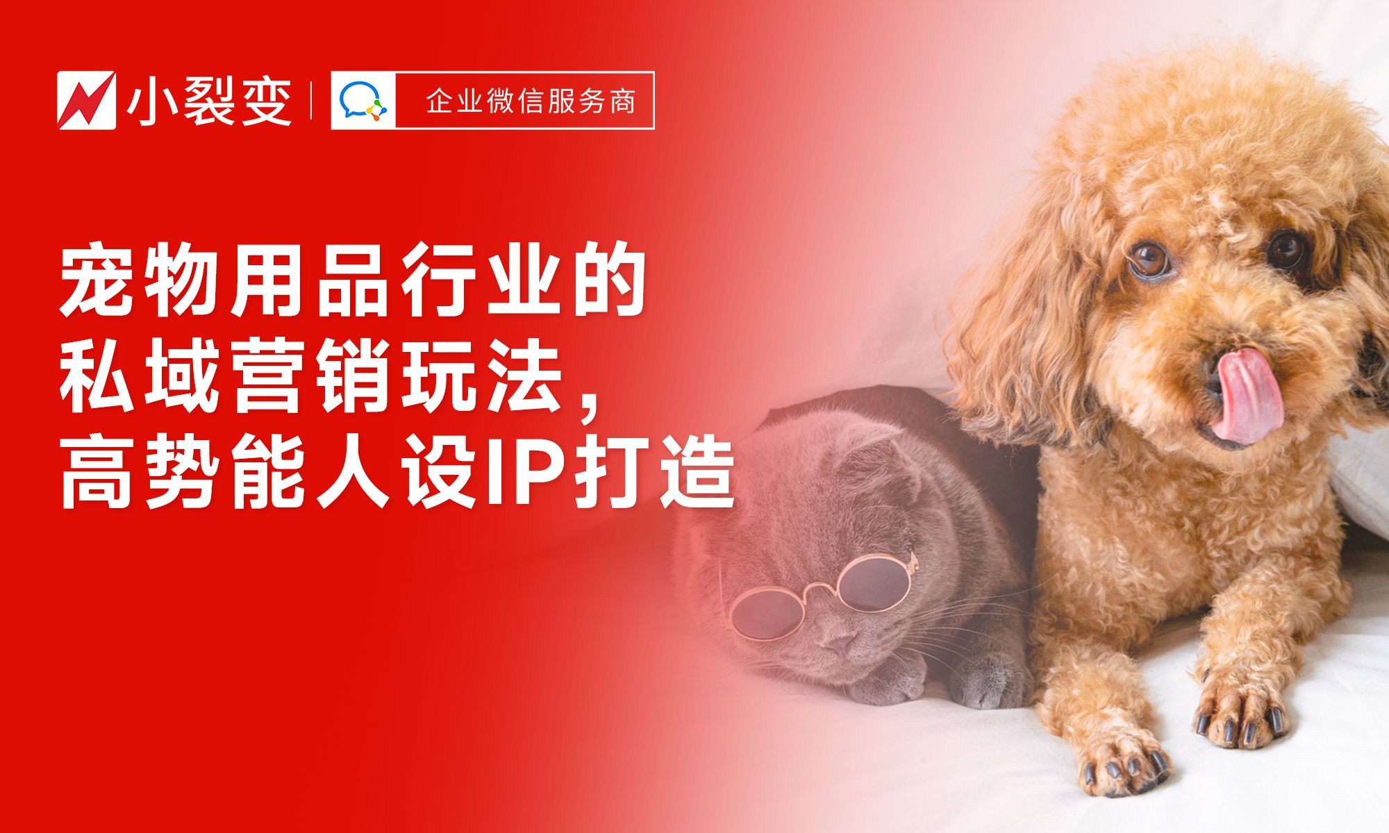 從“鏟屎官”到“寵物專家” 私域營銷時代下，寵物用品行業如何打造高勢能人設IP驅動銷售增長